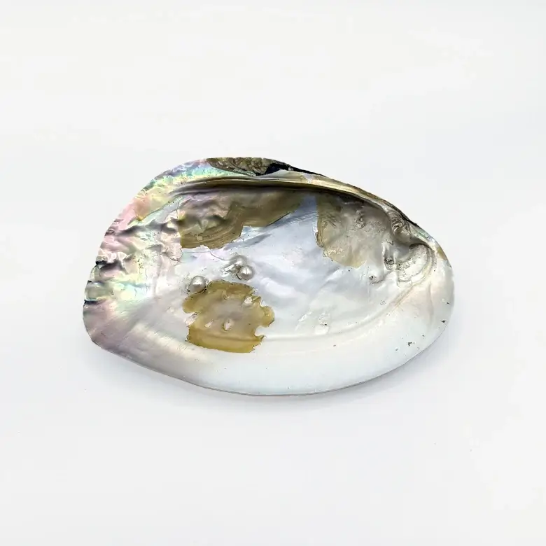 Mother of Pearl Sea Shell